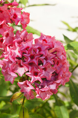 Phlox paniculata fairy tail of the ural pink flowers vertcial in garden