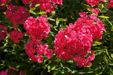 Phlox paniculata or fall phlox red flowers with green