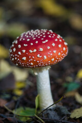 Fly agaric  toadstool texture close up, vibrant red mushroom cap with white dots on and white stem against blurred bokeh backround of fallen yellow, brown and green leaves