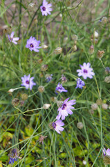 Catananche caerulea or сupid's dart blue flowers with green vertcial