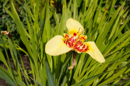 Peacock flower or tigridia pavonia canariensis yellow flower in green grass