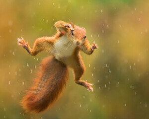 Jumping Red squirrel in the rain - obrazy, fototapety, plakaty