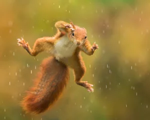 Schilderijen op glas Rode eekhoorn springen in de regen © Michael
