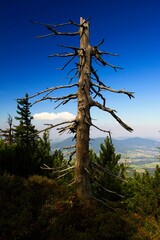 Obraz premium Autumn on Mount Smrk in the Beskydy Mountains in Moravia in the Czech Republic.