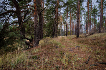 Wanderweg durch den Herbstwald am östlichen Dahmeufer im Naturpark Dahme-Heideseen