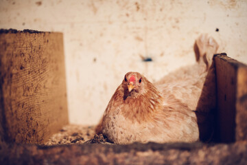 Hen laying eggs on the roost © Photocreo Bednarek