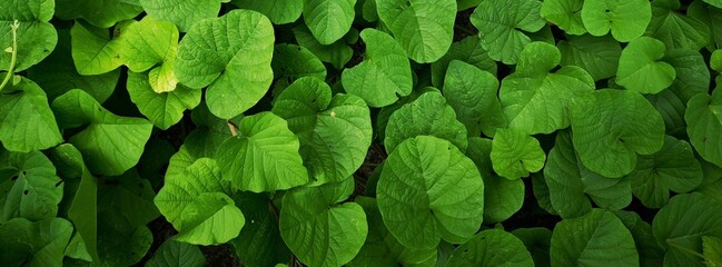 Full of green leaf. Top view.