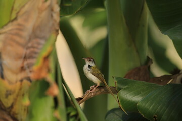 bird, nature, wildlife, animal, tree, branch, green, wild, small, beak, feather, warbler, forest, finch, yellow, birds, robin, songbird, wings, feathers, spring, leaves, white