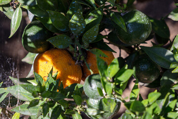 Organic grown Chinois (Citrus myrtifolia) in Italy