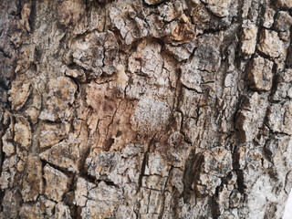 Bark of a tree.