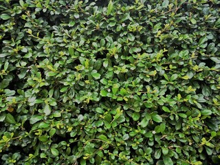 nature green leaves wall texture.