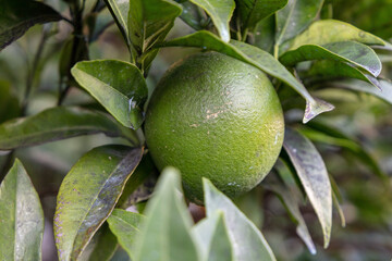 Organic grown sweet orange (Citrus Sinensis)