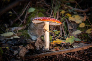 large poisonous toadstool with its loud red cap stands on the forest floor