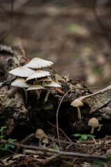 
making close-ups in the woods