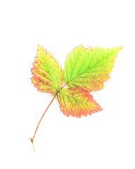 bright autumn leaf, isolated on white