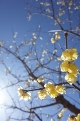 Light Yellow Flowers of Wintersweet in Full Bloom

