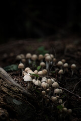 
making close-ups in the woods