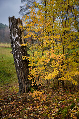 Fototapeta premium Herbstimpressionen vom westliches Dahmeufer am Wanderweg 