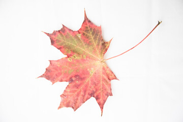Red and yellow maple leaf on a white background.