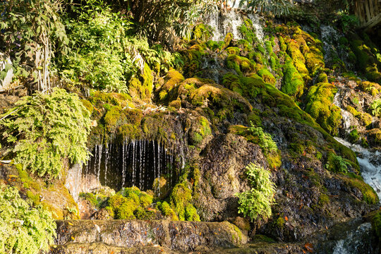 Green and yellow moss with dripping water droplets. Beautiful tropical background at the waterfall. Moss texture with blurred background. Harbiye, Hatay, Turkey.