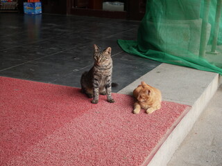 Alley cats in the street