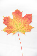 Texture background, pattern. Autumn colorful maple leaves. Maple is a common symbol of strength and endurance and was chosen as the national tree of Canada.