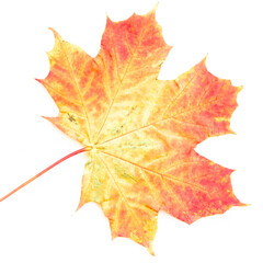 Autumn leaf. Autumn maple leaf isolated on a white background.