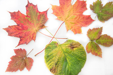 heap of colorful maple autumn leaves isolated on white background.