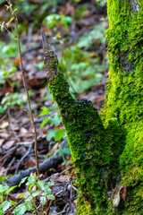 Log, moss, fungus, shelf fungus, green, brown, outdoors, nature, landscape, creek, river, forest, garden, wood