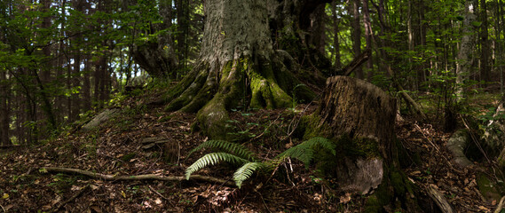 
exploring the forest near me