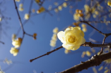Light Yellow Flowers of Wintersweet in Full Bloom
