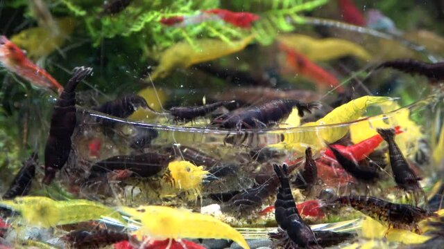 Garnelenf&uuml;tterung im Nano-Aquarium, Zeitraffer