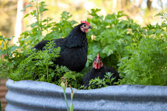 Black Australorp chickens sitting in lush vegetable garden surrounded by carrot leaves
