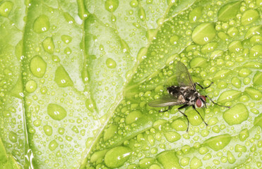 Fototapeta na wymiar Common fly close up - isolated on green background