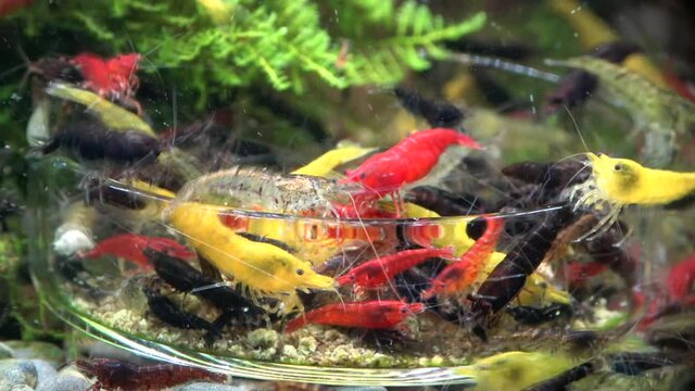Garnelenf&uuml;tterung im Nano-Aquarium, Zeitraffer