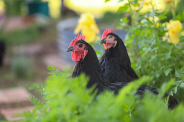 Black Australorp chickens sitting in lush vegetable garden surrounded by carrot leaves