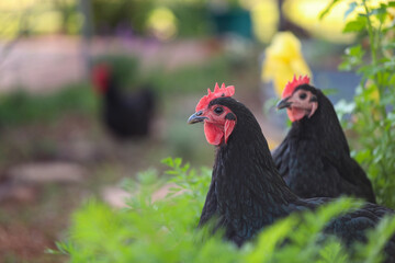 Black Australorp chickens sitting in lush vegetable garden surrounded by carrot leaves