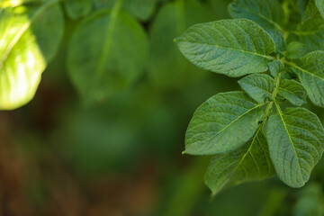 Fototapeta na wymiar Lush green leaves of potato plant growing in vegetable garden