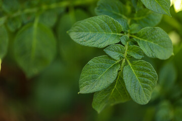 Fototapeta na wymiar Lush green leaves of potato plant growing in vegetable garden