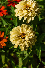 yellow dahlia flower