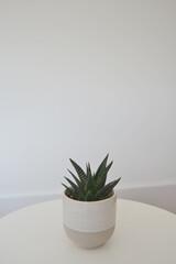Small Succulent Plant Pot