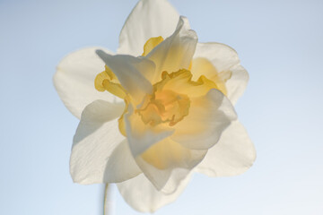 white flower with six petals and a yellow center against a bright background