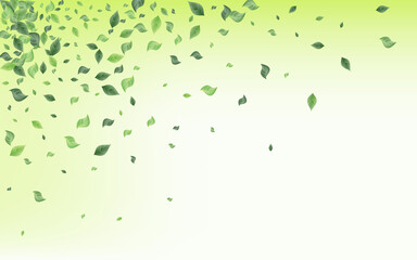 Green Leaf Herbal Vector Green Background 
