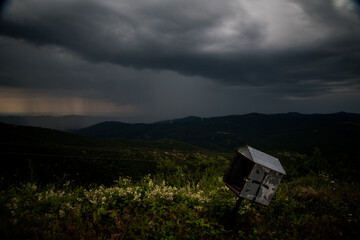 
exploring the forest near me