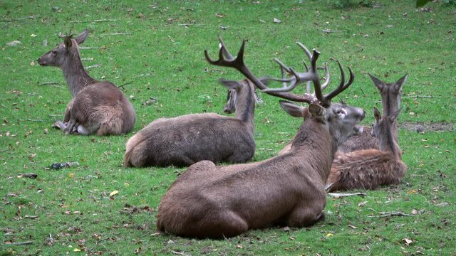 Rothirsch und Hirschk&uuml;he im Herbst