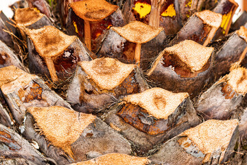 close up of a pile of firewood