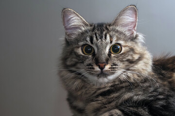 Portrait of a Norwegian forest cat on a light background. The kitten is five months old.