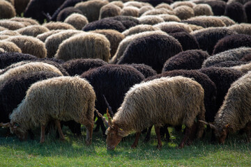 Obraz premium sheep in a field