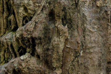 bark of a tree