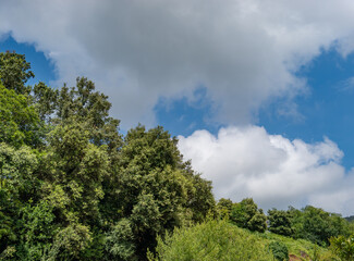 Obraz premium Blue summer sky with treetops in the foreground
